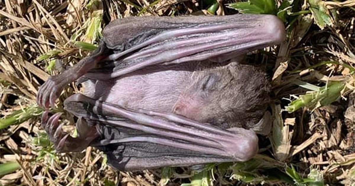 Bats mysteriously drop dead across Israel ‘fulfilling biblical prophecy’