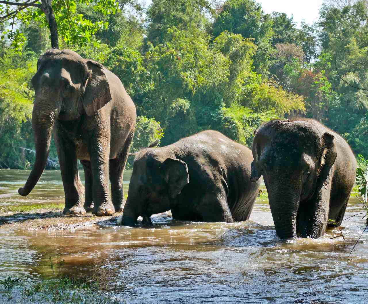 Ethical Elephant Centres in Thailand where the word “sanctuary” is more than a marketing ploy
