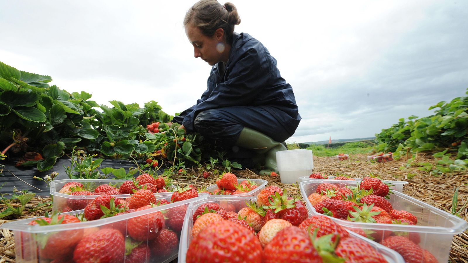 Coronavirus: ‘Third of UK harvest may go to waste’ due to COVID-19 travel ban | Business News