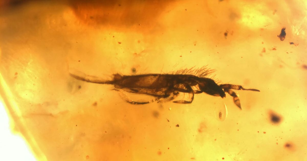 Moment two creatures had sex preserved forever in 41million-year-old amber