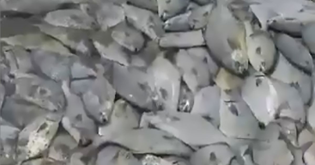 Mystery as thousands of dead fish wash up on deserted beach in Mexico
