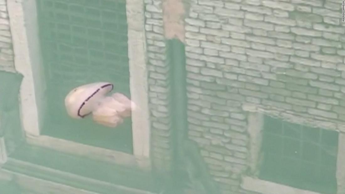 See jellyfish swimming in Venice canals