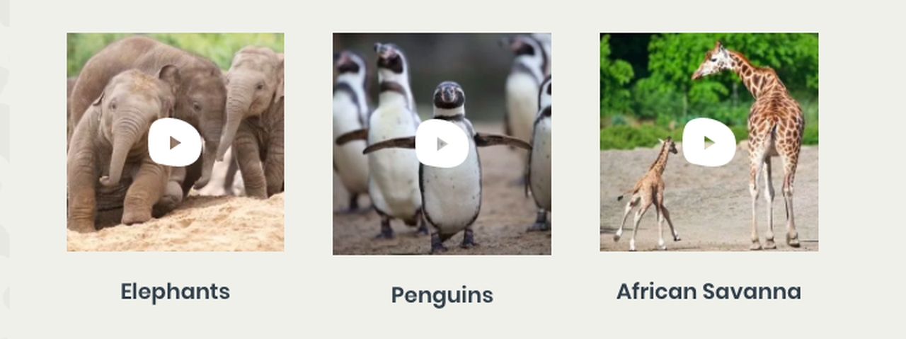 Five fabulous live zoo cams to enjoy from home