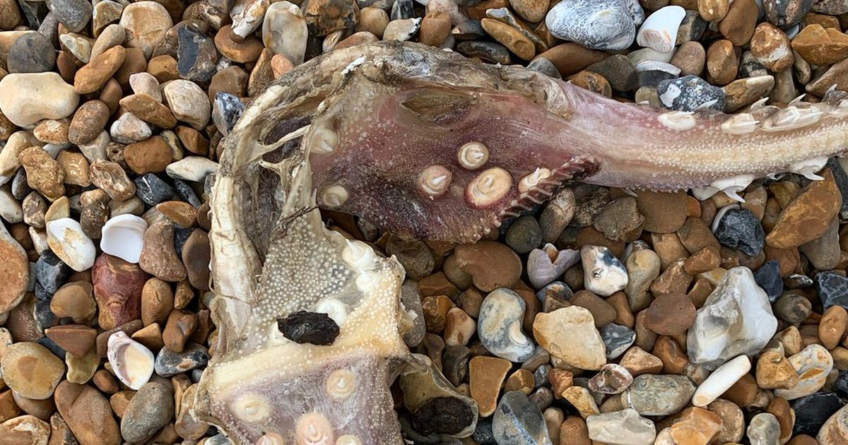Mysterious sea creature ‘with teeth on tail’ spotted on beach in baffling video