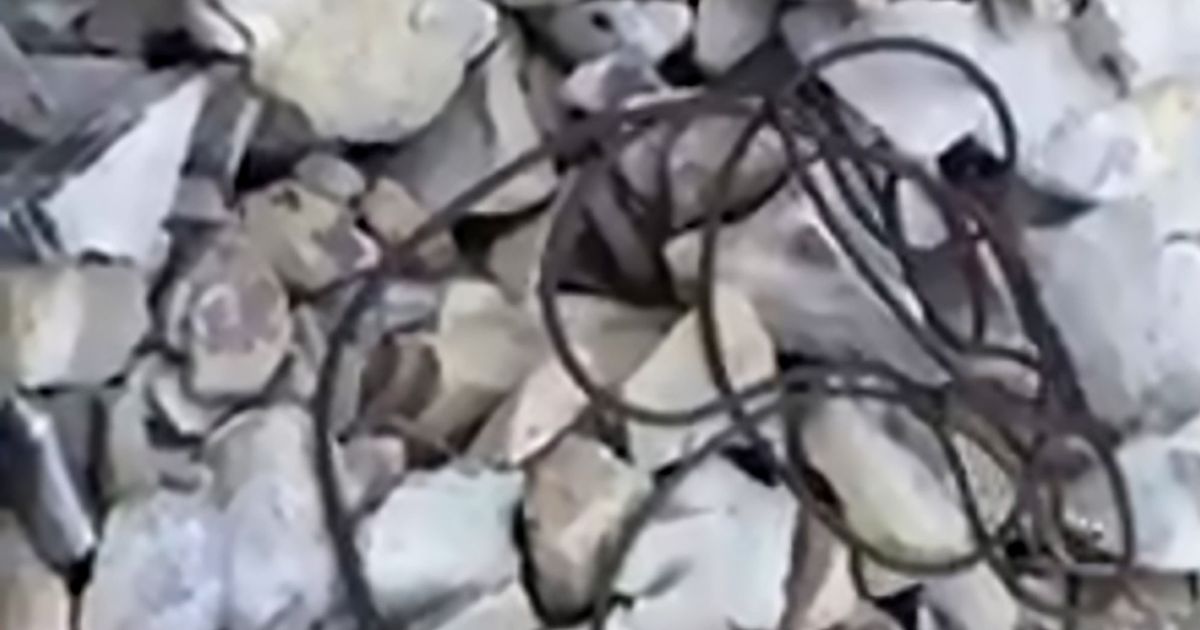 Fisherman hooks mysterious creature which looks like wriggling bootlace