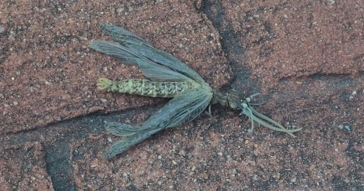 Enormous ‘mutant dragonfly’ spotted struggling for life and covered in ants