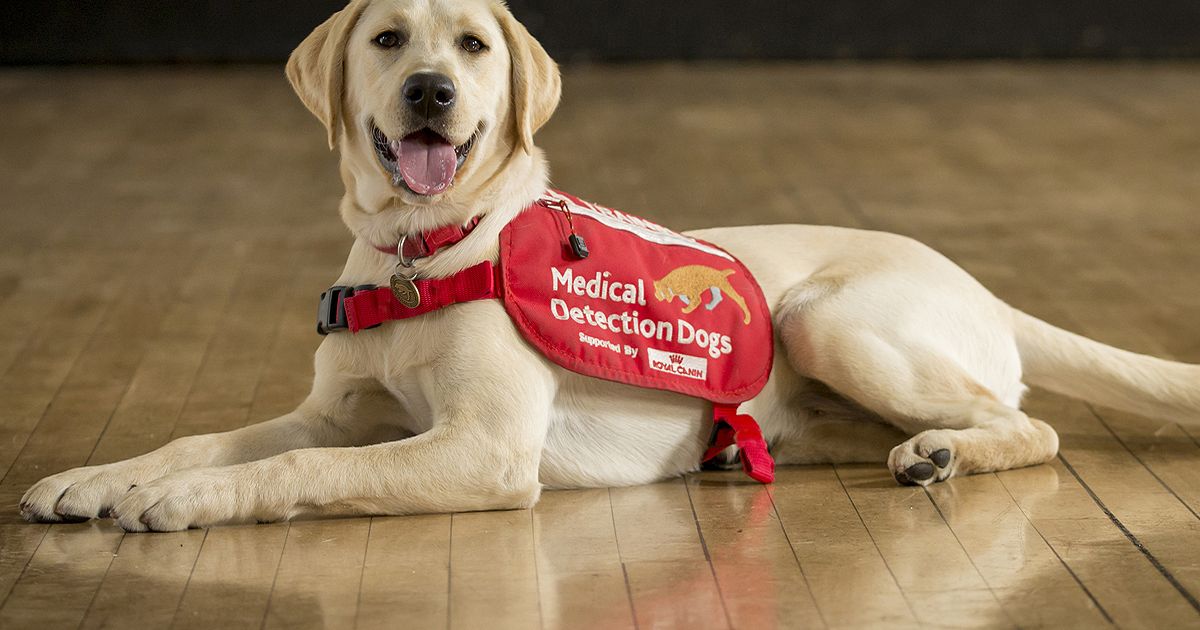 Government backs bid to train dogs to diagnose coronavirus