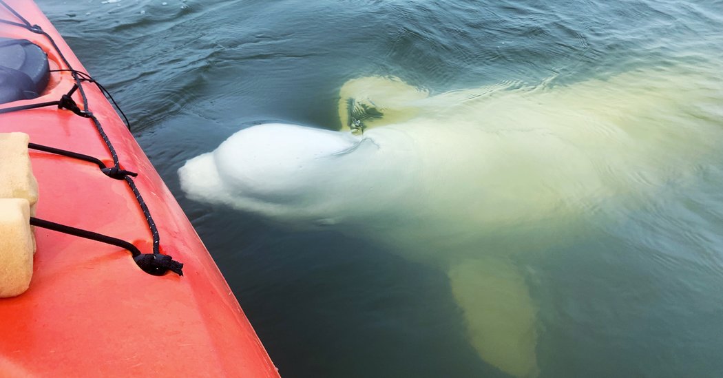Doing the Bump With the Belugas