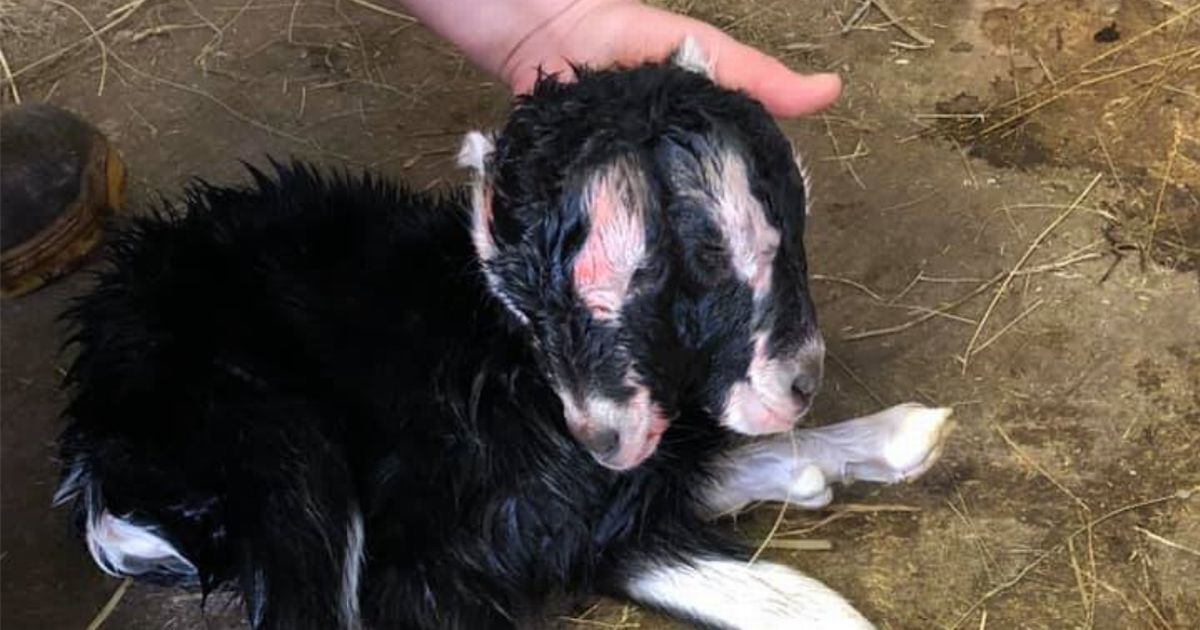 Two-headed ‘abomination’ goat dies on farm at height of coronavirus pandemic