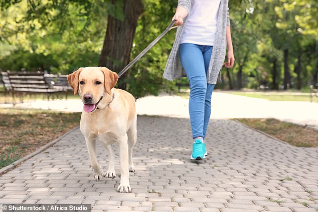 Owners who tug on their dog’s leash risk injuring the animal’s neck, research finds