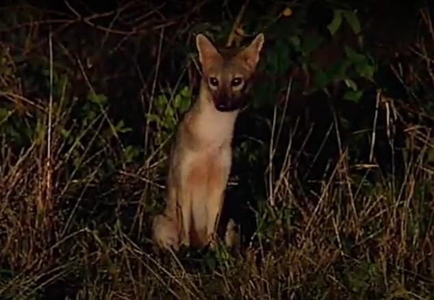 Rarely seen ‘ghost dogs’ of the Amazon moved on to endangered list, according to new study