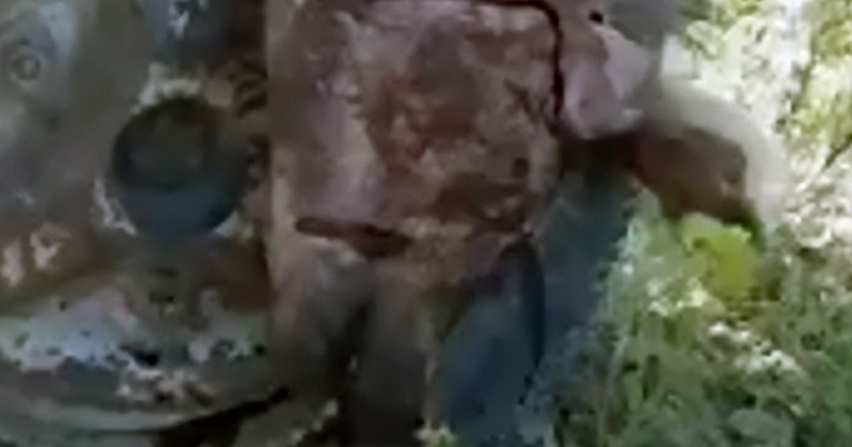 ‘Half-hyena, half-dog’ with 2 rows of teeth stumps experts after attacking shepherd