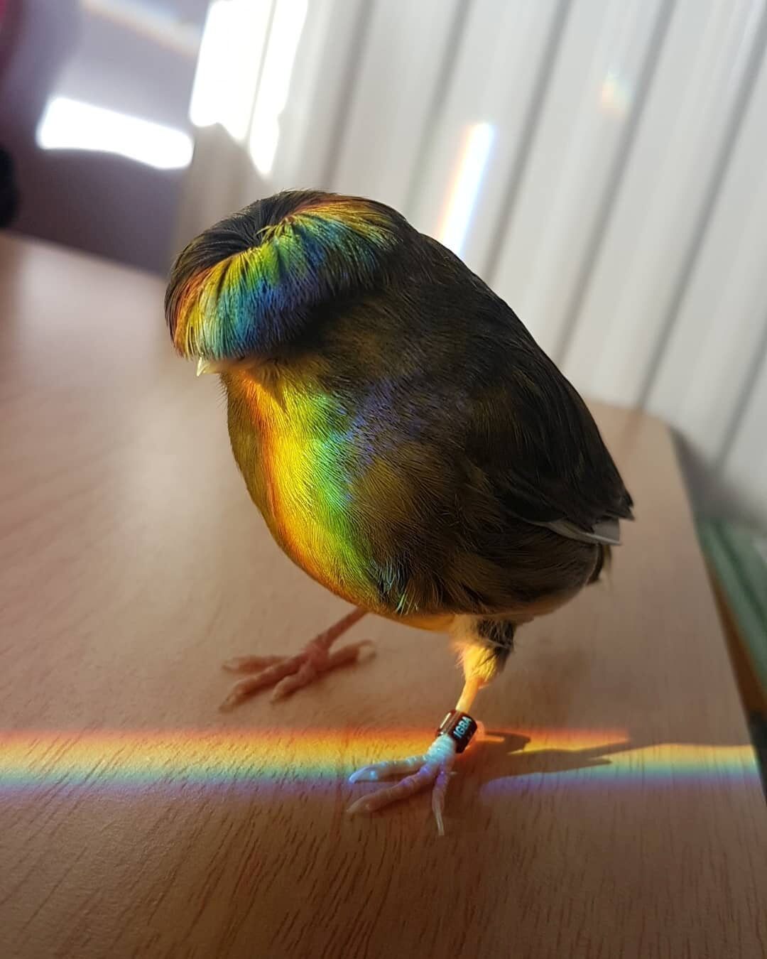Pet canary goes viral thanks to moptop hair: ‘He’s quite a diva’