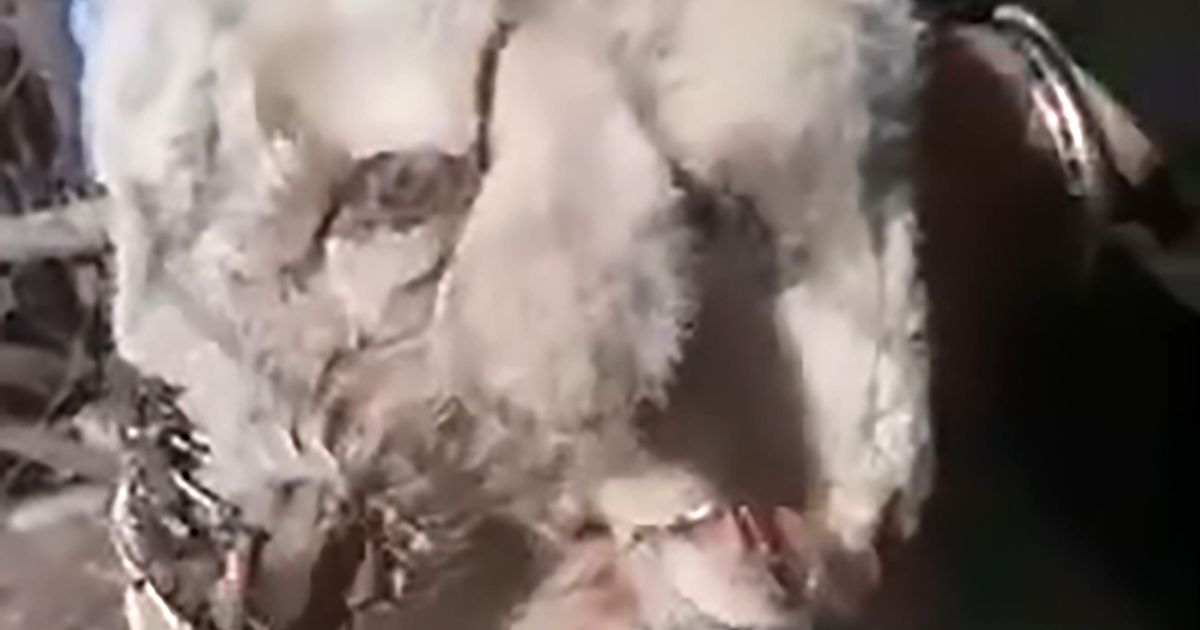Mutant lamb amazes farmer after being born with two heads and three ears