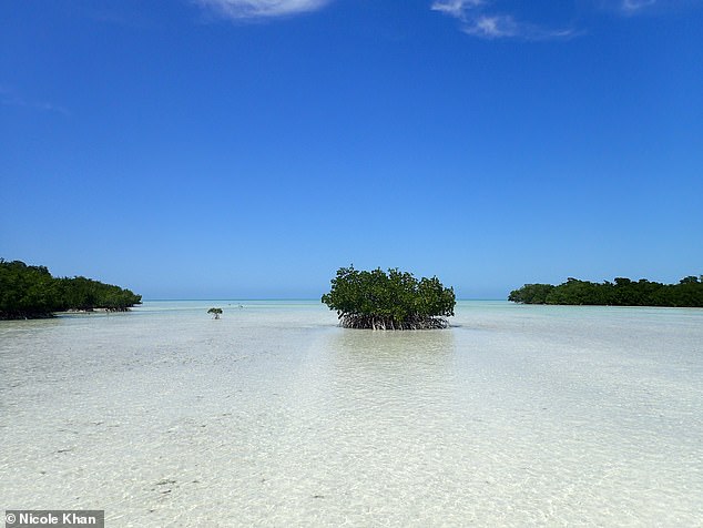 Mangrove trees won’t survive sea-level rise by 2050 unless greenhouse gas emissions are reduced