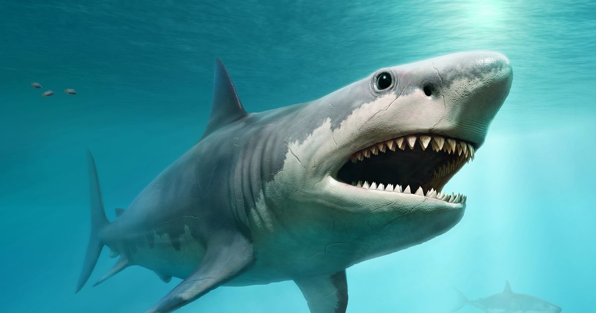 Prehistoric monster shark Megalodon had huge 20-foot penis – and it may have returned