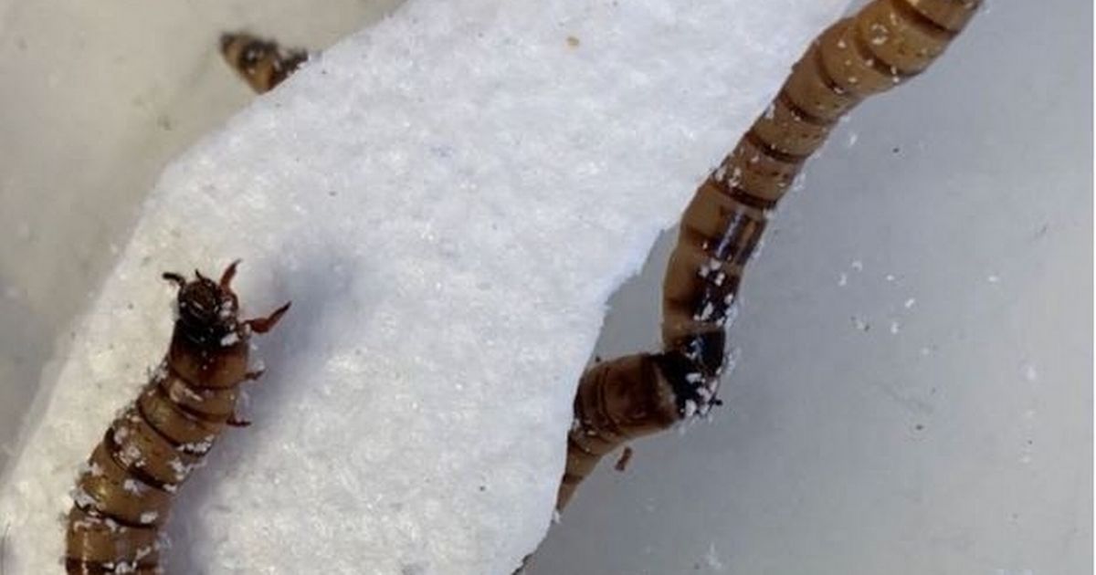 Gross plastic-eating superworms scientists hope could help to save the planet