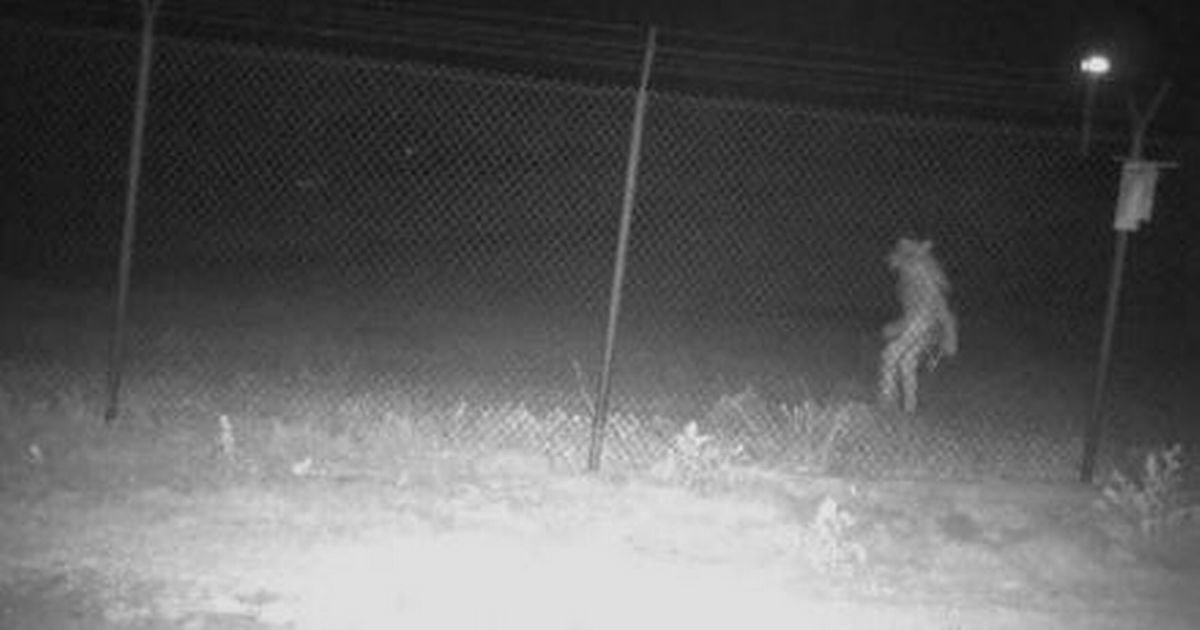 Reddit users spot ‘werewolf’ as human-like animal pictured