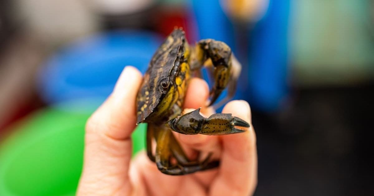 Brewery overrun with ‘invasive’ crabs turns them into world’s first crustacean whiskey