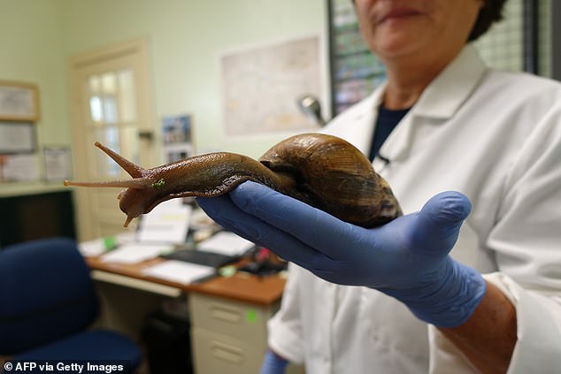 Giant snails that can grow as big as RATS put Florida town into quarantine