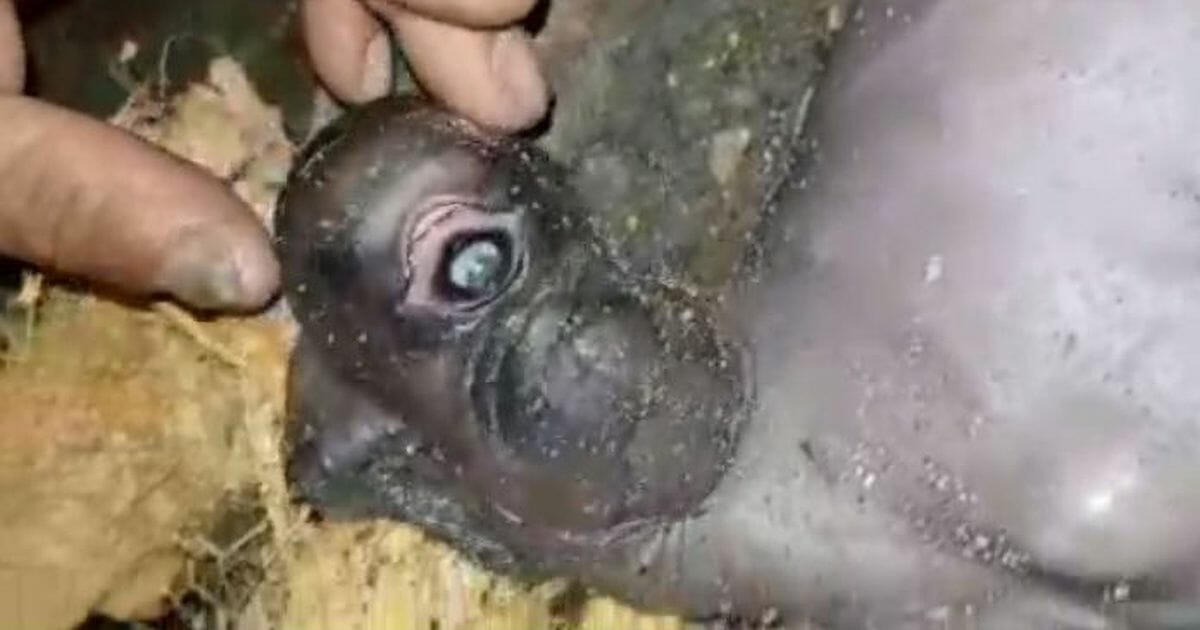 One-eyed mutant goat born with ‘human face and beard’ leaves villagers baffled