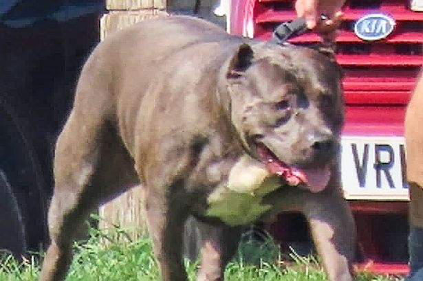 'Lives could have been saved if Rishi Sunak had acted sooner on dangerous dogs'