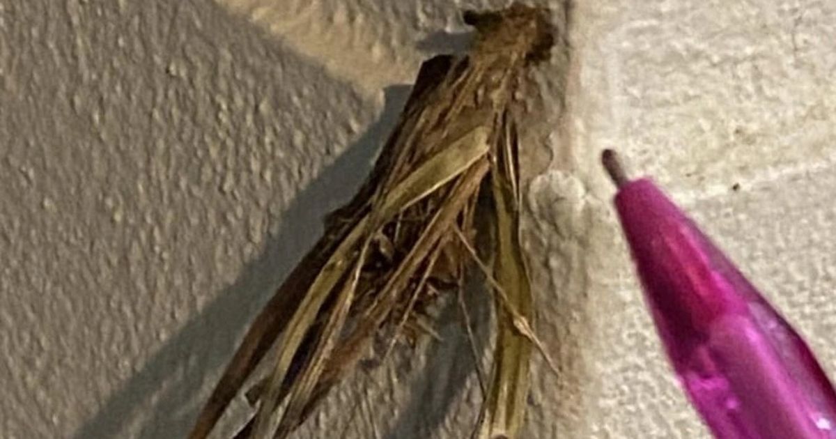 ‘Alien-looking creature’ leaves homeowner freaked out after it moves