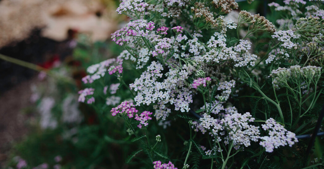 Ross Gay Offers a Joyful Approach to Gardening in His New Book