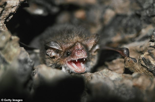 It might sound bat crazy, but these disease-riddled cave-dwelling creatures of the night might hold the key to curing CANCER