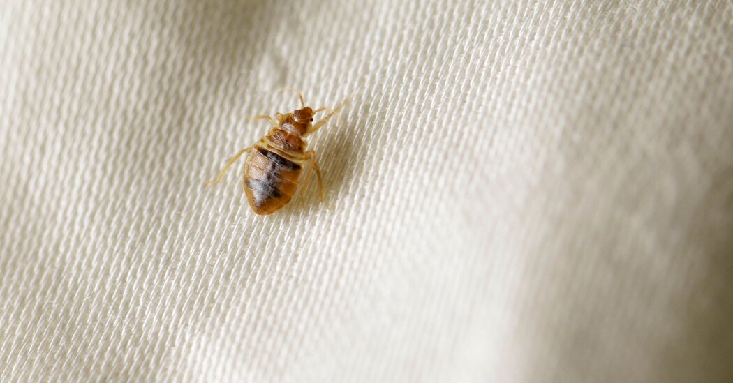 The Best Tip of Paris Fashion Week? Avoid Bedbugs.