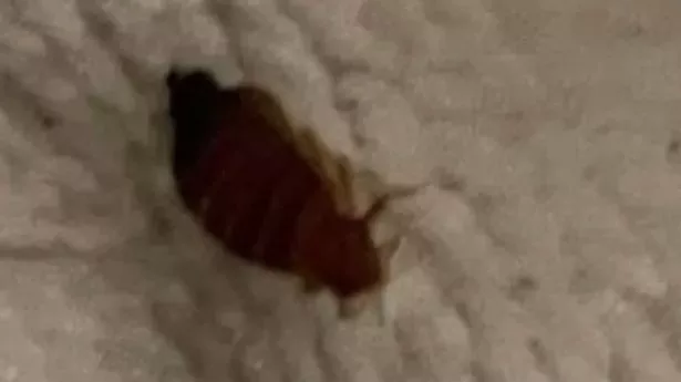 Bloodthirsty bedbugs invade Butlin's forcing family to abandon holiday
