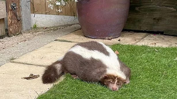 Search for 'fully-loaded' pet skunk ends in celebration after 'do not approach' warning