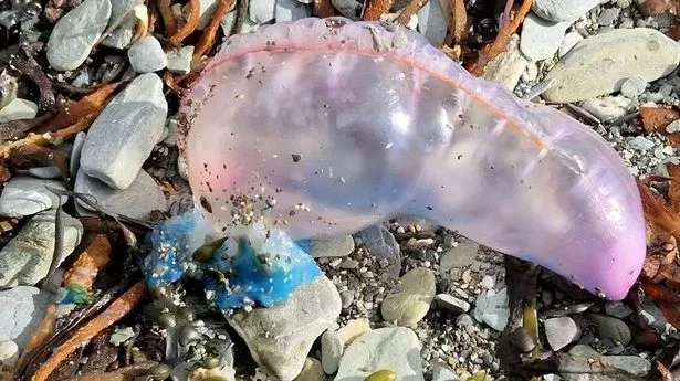 Warning issued as tentacled sea creature that stings after death washes up on UK beach