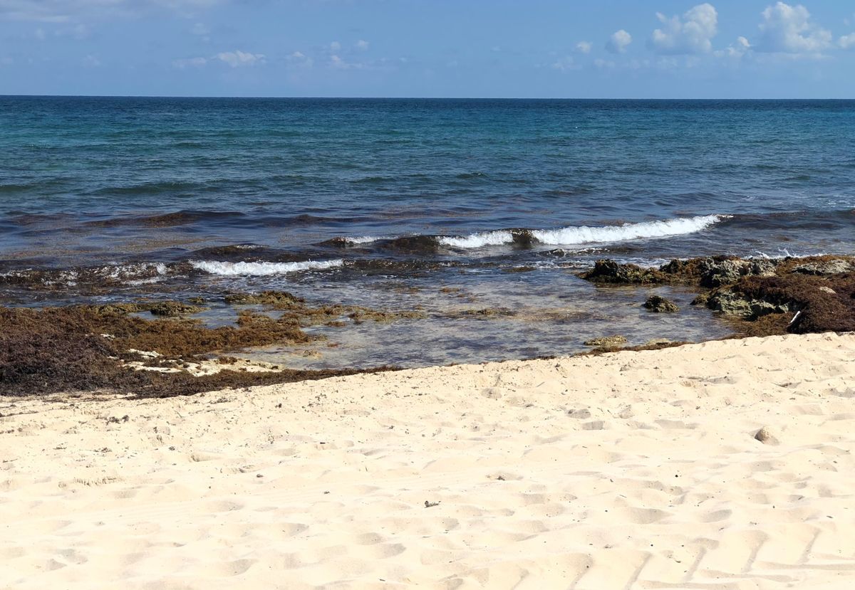 Experts Forecast Less Sargassum This Summer for Mexico’s Top Beaches
