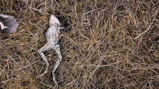 Female frogs 'fake their own deaths' to avoid horny males desperate for a bonk