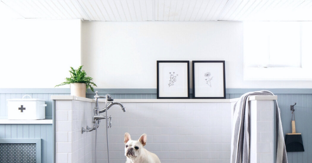 The Latest Must-Have Amenities for Pets