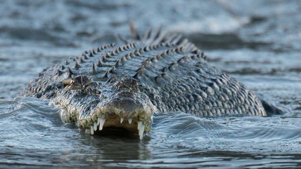 Bloke survives attack from 10ft 'dirty b***ard' crocodile by biting its eyelid