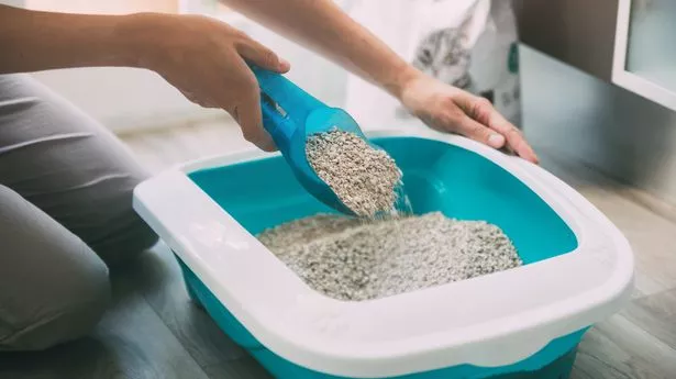 School refuses to provide cat little trays for pupils who identify as cats