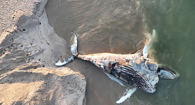 EXCLUSIVE: ‘Demonic’ off-shore wind farms are blamed for New Jersey whale deaths: