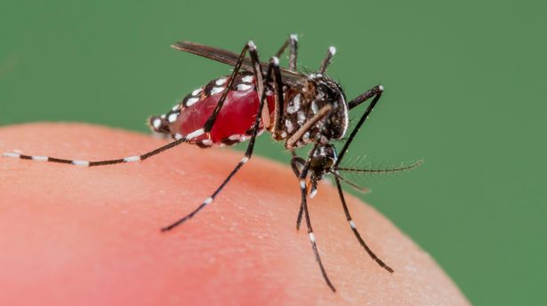 Killer mosquitoes could wreak havoc in UK with exotic diseases becoming the norm in 2040