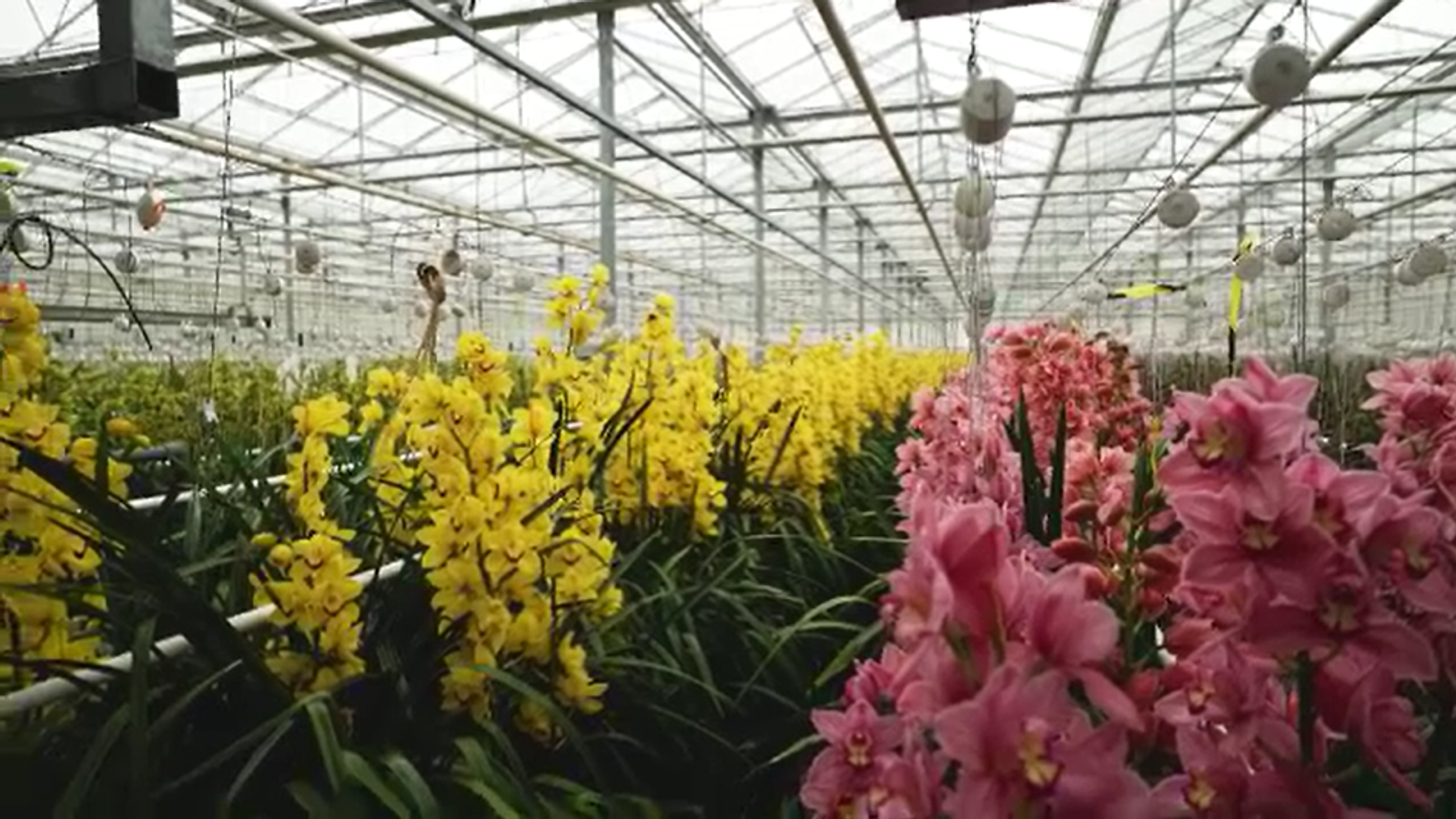 Why cheese, fish and flowers could all soon cost more because of new Brexit rules | UK News