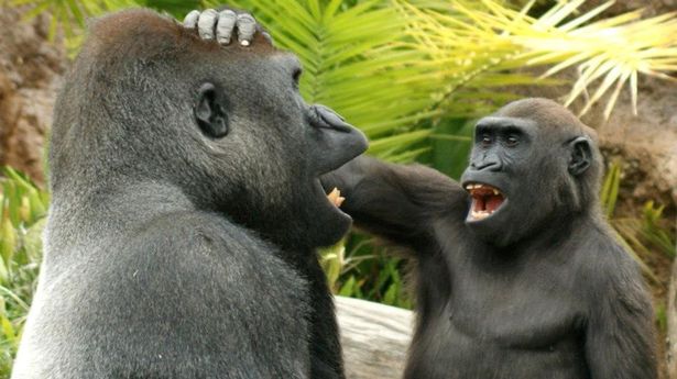 Apes have same sense of humour as humans as the primates love banter