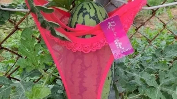 Bizarre reason farmer uses sexy lingerie on their watermelons despite online ridicule