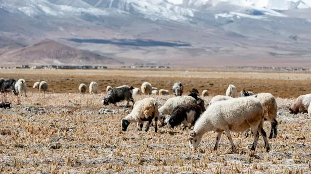 China 'successfully cloned two goats' so they can keep harvesting their wool
