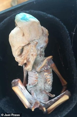 Mysterious fetus with ten ribs found in Colombia could be ‘alien’ or ‘tiny humanoid’ that lived over 800 years ago, researcher claims