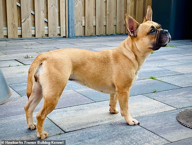 Meet Lily, the Frenchie of the future: Breeders trying to save the French bulldog by weeding out its major health defects have raised first ‘innately healthy’ dog – with an elongated snout, body and tail!