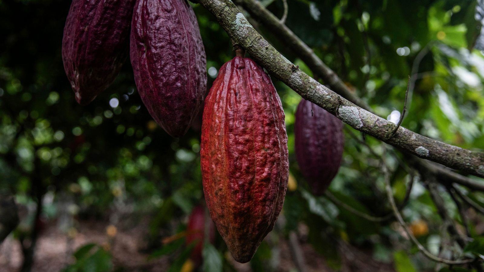 Chocolate prices could soar as changing climate patterns worsen cocoa crisis | Business News