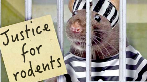 Rats cleared of being responsible for spreading the plague as study reveals real culprits