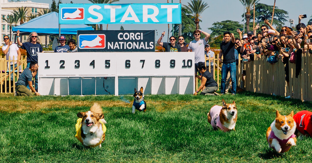 Have You Ever Seen a Corgi Race?