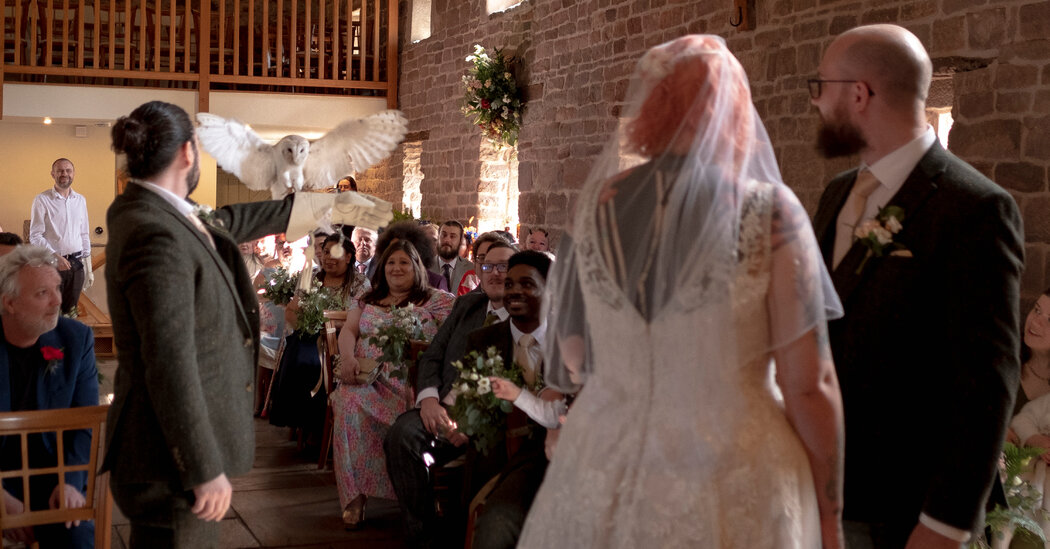 It’s Wedding Season: Here Come the Owls